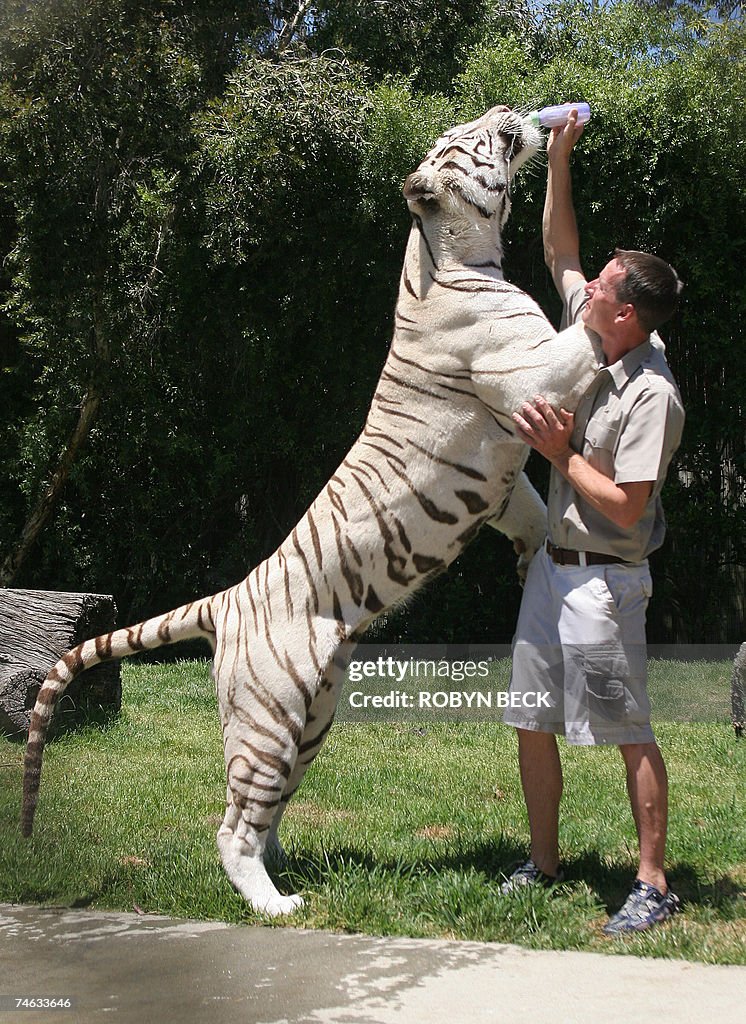 Animal trainer Lee Munro bottle feeds Od...