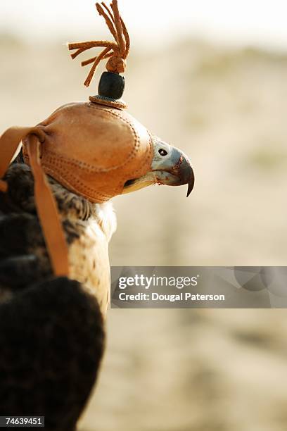 hooded falcon used for falconry - hawk protecting stock-fotos und bilder