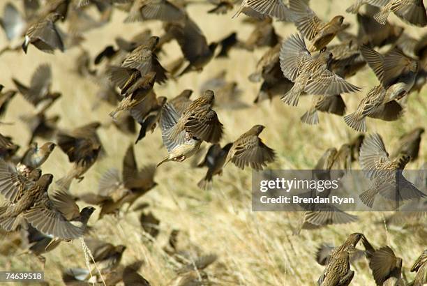 red-billed quelea (quelea quelea) flock in flight- known as avian locusts as these birds breed in huge colonies and can devastate commercial grain crops - red billed quelea (quelea quelea) stock pictures, royalty-free photos & images