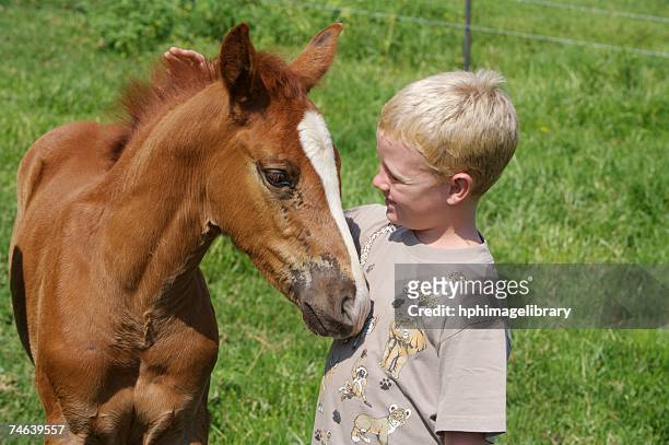 young boy and foal side by side - blaze pattern animal marking stock pictures, royalty-free photos & images