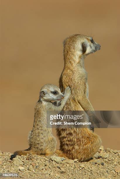 two meerkat's (surcata surcata) cuddling - massage funny stock pictures, royalty-free photos & images