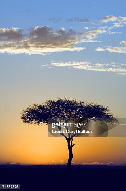 silhouette of a lone tree at sunrise- flat-top or umbrella acacia (acacia tortilis) - vachellia tortilis stockfoto's en -beelden