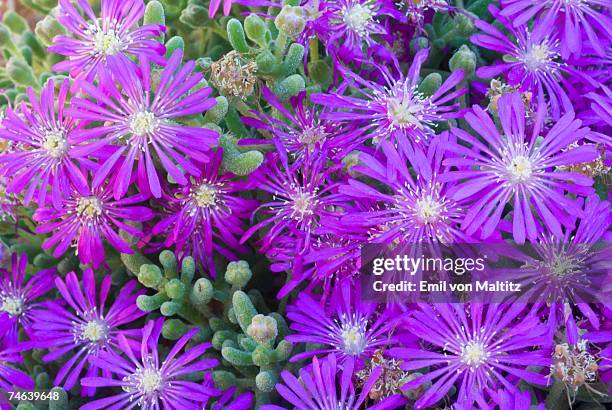 tight clump of purple mesembryanthemum (drosanthemum hispidium) flowers - 半沙漠高原 個照片及圖片檔