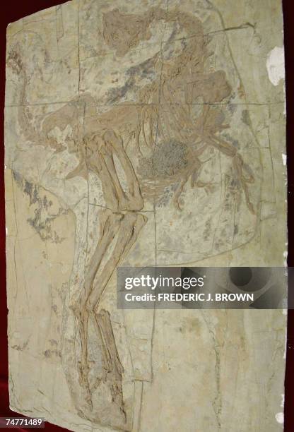 Fossilized bones of a gigantic theropod dinosaur, Gigantorraptor Erlianensis, are put on display for the media in Beijing, 13 June 2007, after the...