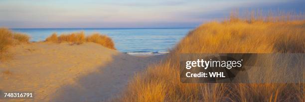 path between sand dunes near ocean - virginia beach va stock pictures, royalty-free photos & images