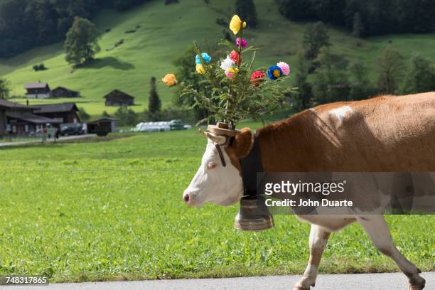 cow walking on road wearing flowers and bell - cowbell stock pictures, royalty-free photos & images
