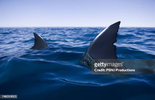sharks circling in ocean - shark fin stock-fotos und bilder