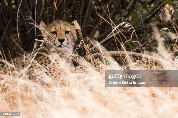 portrait of acheetah cub (acinonyx jubatus), samburu national reserve, kenya, africa - cheetah cub stock pictures, royalty-free photos & images