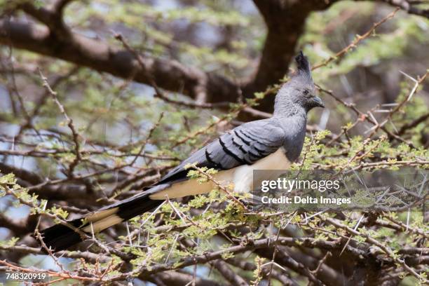 a white-bellied go-away-bird (corythaixoides leucogaster), samburu national reserve, kenya, africa - leucogaster stock pictures, royalty-free photos & images