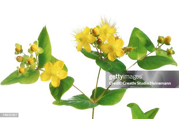 st. john's wort (hypericum perforatum), close-up - johanniskraut stock-fotos und bilder