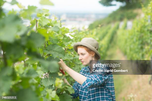 woman working in vineyard, baden-wurttemberg, germany - wine making stock pictures, royalty-free photos & images