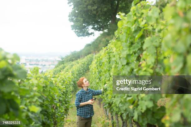 woman working in vineyard, baden-wurttemberg, germany - schwarzwald tracht stockfoto's en -beelden