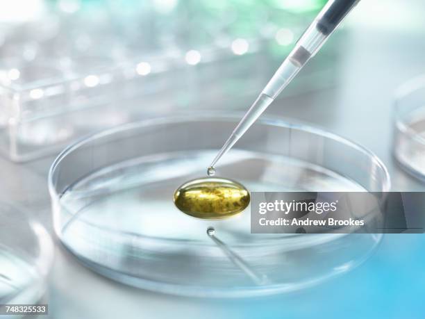 Scientist pipetting a specimen into medium containing bacteria for scientific research in laboratory