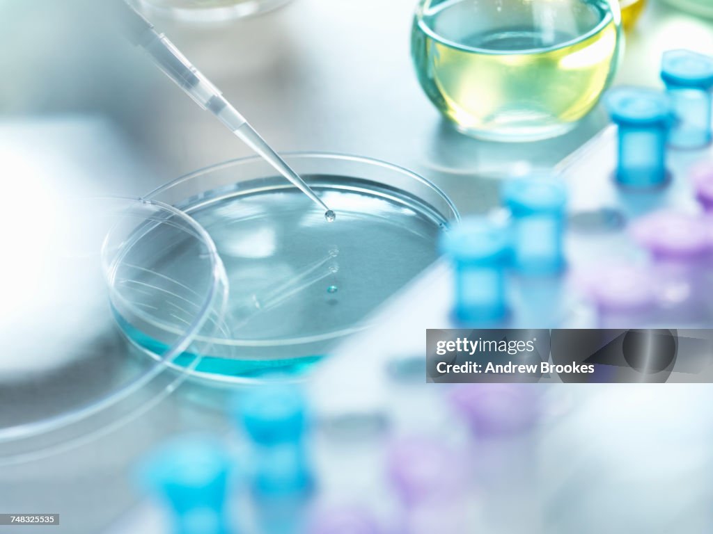 Scientist pipetting a sample into a petri dish during a experiment in the laboratory