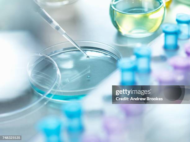 scientist pipetting a sample into a petri dish during a experiment in the laboratory - biology stock photos et images de collection