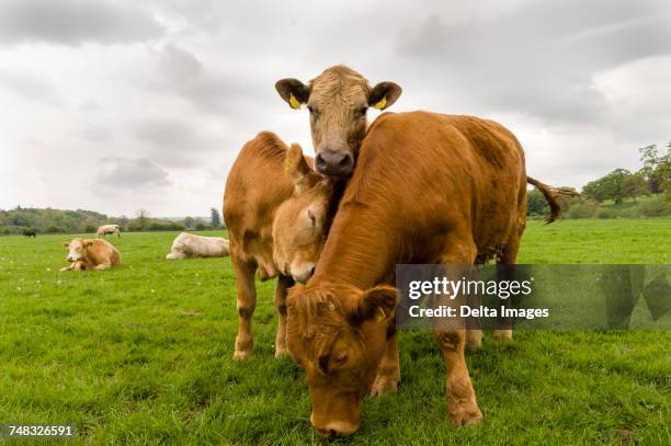 three cows standing in a field, county kilkenny, ireland - tre djur bildbanksfoton och bilder