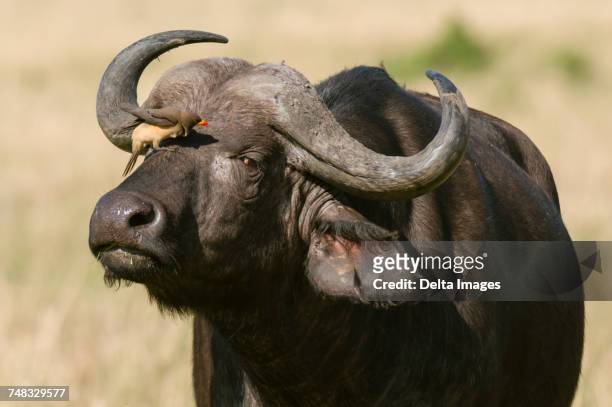 yellow billed oxpecker on a cape buffalo (syncerus caffer), masai mara national reserve, kenya - yellow billed oxpecker stock pictures, royalty-free photos & images