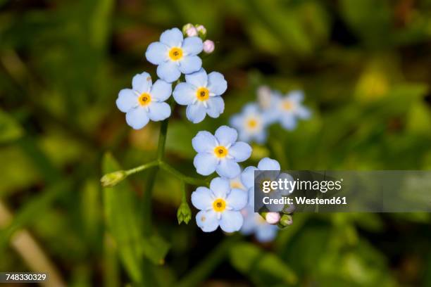 wood forget-me-not - vergissmeinnicht stock-fotos und bilder