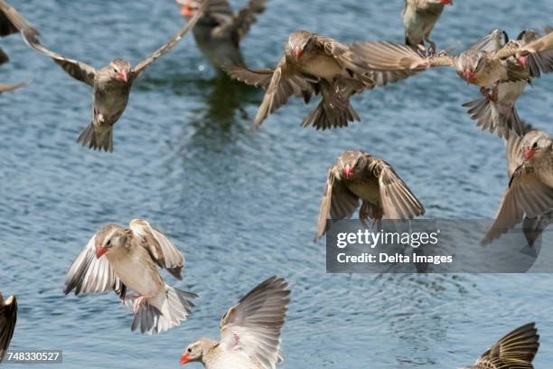 a red-billed quelea flock (quelea quelea), in flight, kalahari, botswana, africa - red billed queleas stock pictures, royalty-free photos & images
