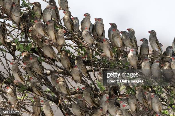 a red-billed quelea flock (quelea quelea), resting on tree, kalahari, botswana, africa - red billed quelea (quelea quelea) stock pictures, royalty-free photos & images