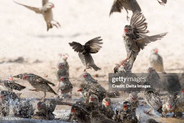 a red-billed quelea flock (quelea quelea), in flight, kalahari, botswana africa - red billed quelea (quelea quelea) stock pictures, royalty-free photos & images
