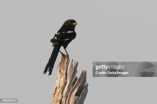 magpie shrike (corvinella melanoleuca), perching on a dead tree, botswana, africa - magpie shrike stock pictures, royalty-free photos & images