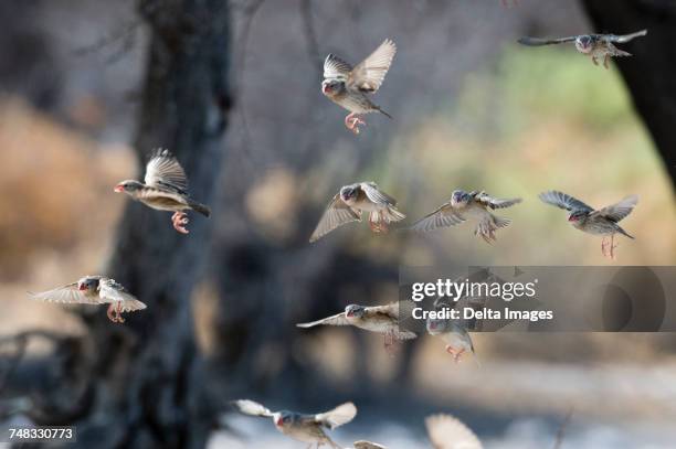 a red-billed quelea flock (quelea quelea), in flight, kalahari, botswana africa - red billed queleas stock pictures, royalty-free photos & images
