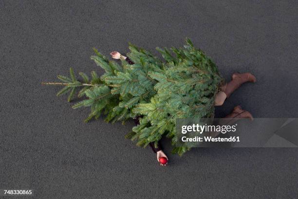 woman lying buried under christmas tree - christmas funny stockfoto's en -beelden