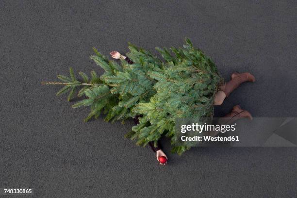 woman lying buried under christmas tree - christmas humor stock pictures, royalty-free photos & images