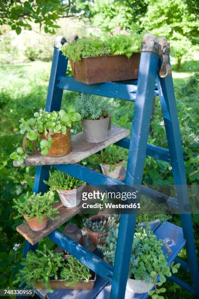 potted plants on blue ladder in the garden - garden feature stock pictures, royalty-free photos & images