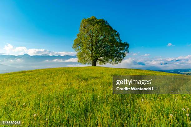 germany, bavaria, allgaeu, friedenslinde at wittelsbacher hoehe - single tree stock pictures, royalty-free photos & images