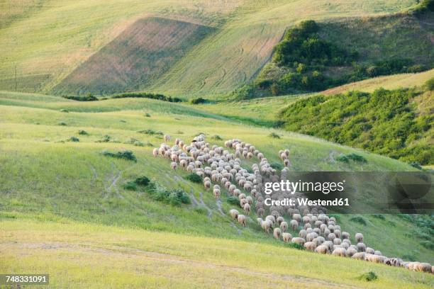 italy, tuscany, val d'orcia, flock of sheep grazing in meadow - grazing stock pictures, royalty-free photos & images