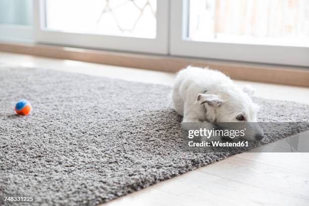 litlle dog lying on carpet in the living room - carpet stock pictures, royalty-free photos & images