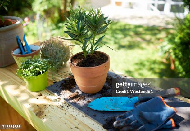 potted oleander on table in garden - topfpflanze stock-fotos und bilder