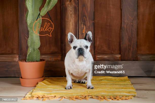 portrait of french bulldog - good humor welcome ストックフォトと画像
