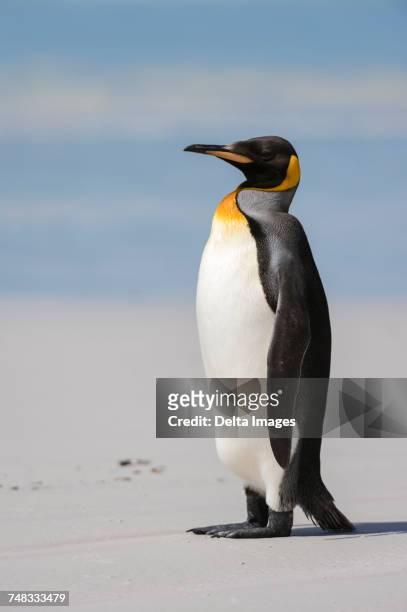 portrait of king penguin (aptenodytes patagonica), on beach, volunteer point, port stanley, falkland islands, south america - port stanley falkland islands stock pictures, royalty-free photos & images