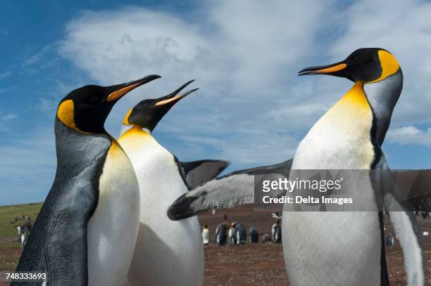 king penguins (aptenodytes patagonica), fighting, port stanley, falkland islands, south america - port stanley falkland islands stock pictures, royalty-free photos & images