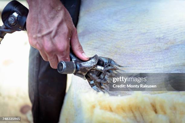 close up of sheep shearer using electric shears to remove wool from sheep - sheep shearing stock pictures, royalty-free photos & images