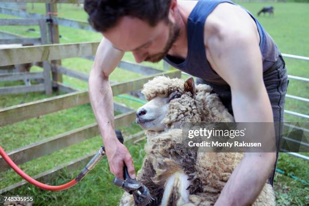 sheep shearer shearing sheep in pen in field - sheep muster stock pictures, royalty-free photos & images