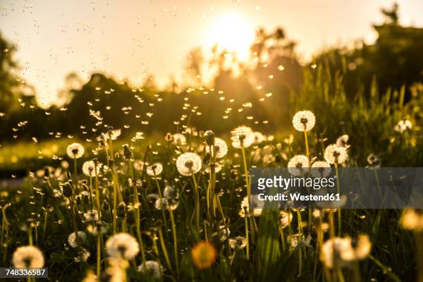 germany, bavaria, summer meadow in evening light - uncultivated stock pictures, royalty-free photos & images