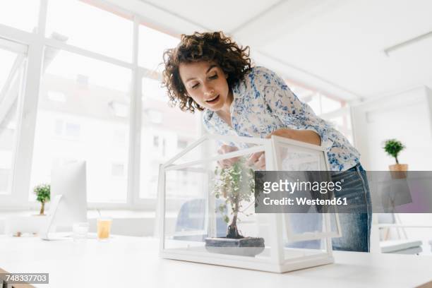 businesswoman in office taking care of bonsai trees - bonsai tree office stock pictures, royalty-free photos & images