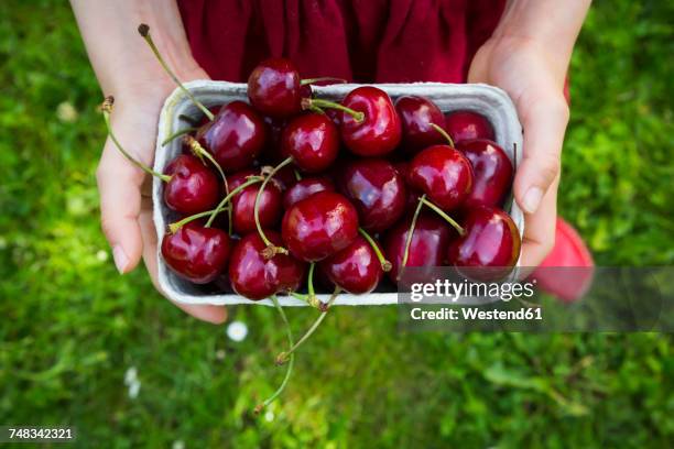 girl's hands dress holding cardboard box of cherries, close-up - kers stockfoto's en -beelden