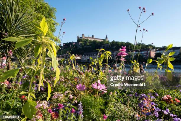 germany, bavaria, wurzburg, main main and marienberg fortress in background - würzburg foto e immagini stock