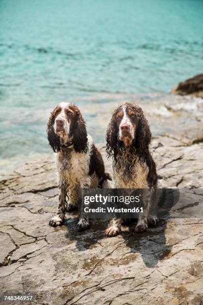 portrait of two wet english springer spaniels - english springer spaniel - fotografias e filmes do acervo