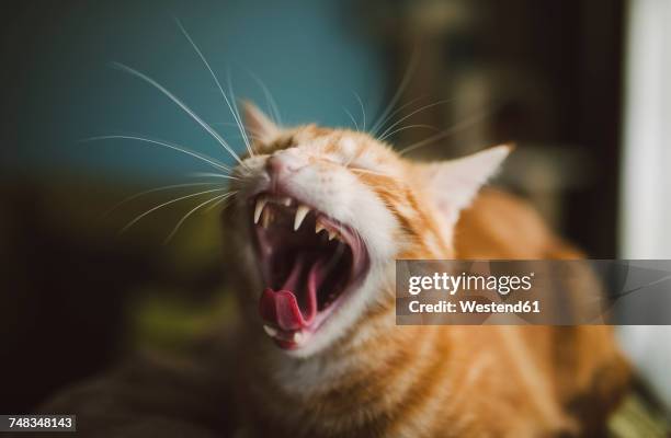 yawning cat - rötliche katze stock-fotos und bilder