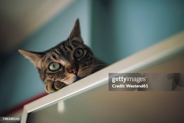 portrait of tabby cat relaxing at home - cool cat stockfoto's en -beelden