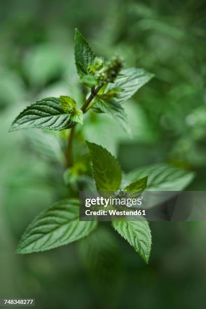 organic pepper mint - hortelã pimenta imagens e fotografias de stock