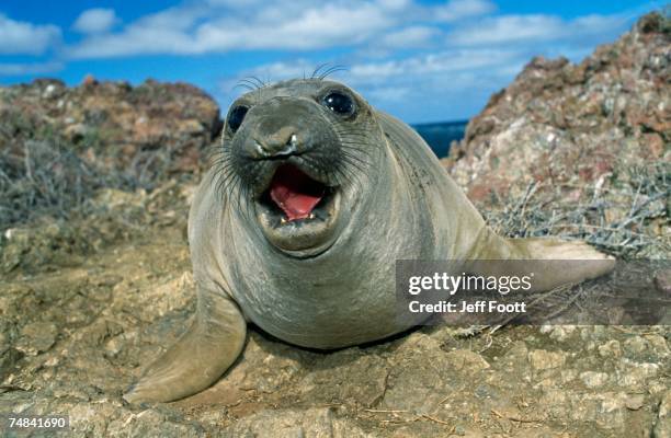 northern elephant seal pup. - northern elephant seal stock pictures, royalty-free photos & images