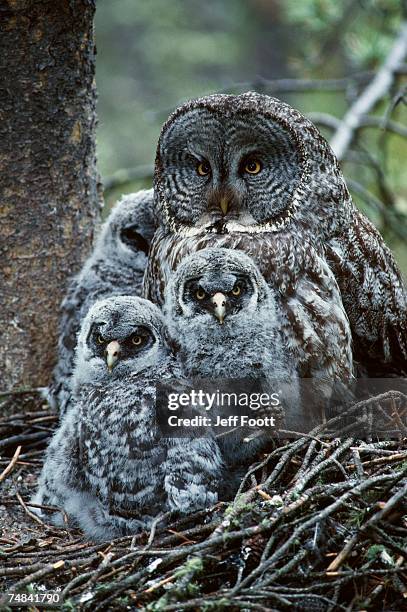 great grey owl female and chicks at nest. wyoming usa - great grey owl stock pictures, royalty-free photos & images