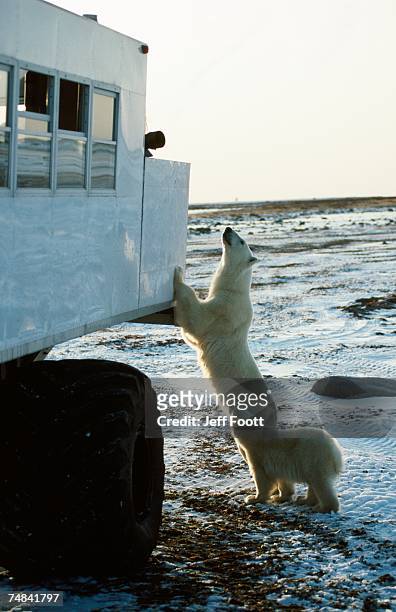 polar bear inspects tundra buggy. churchill, canada - tundra buggy foto e immagini stock